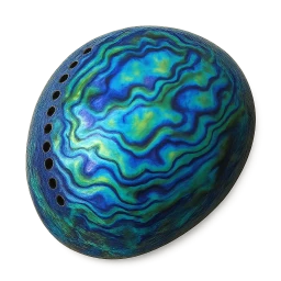 Paua Shell